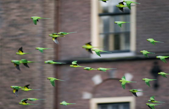 Op weg naar het buurthuis Op weg naar het buurthuis
