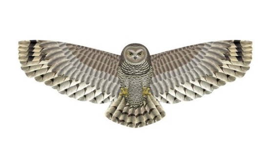 Hele Grote Uil Vlieger Hele Grote Uil Vlieger