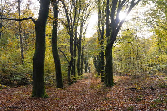 Nederland vóór 22 november