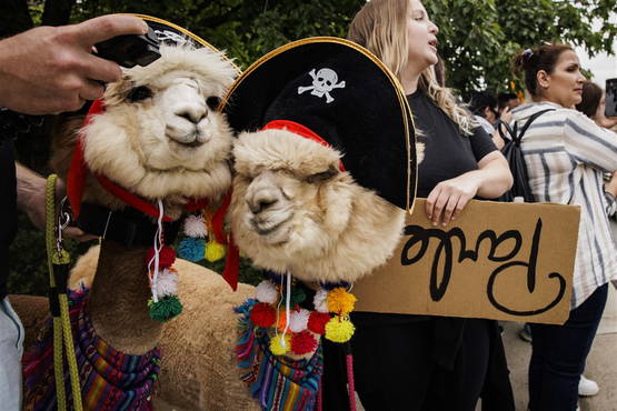 En nog wat kiekjes, van alpaca's