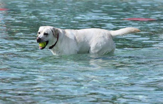 1. Neem een labrador