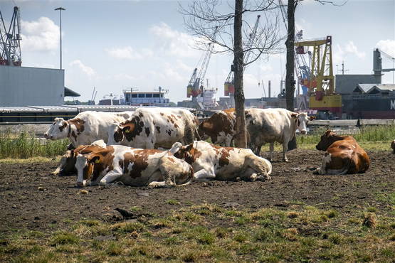 Niet de acht koeien uit het verhaal