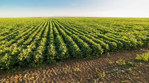 Plantjes en bomen lusten NH3 stikstof ook heel graag