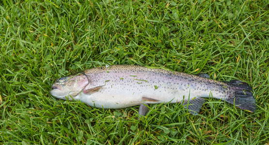 Regenboogforel Regenboogforel