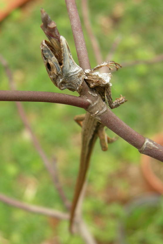 Foto's van z'n slachtoffers, rip