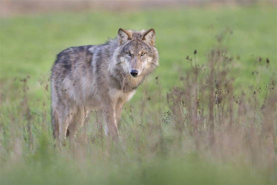 niet de wolf in het verhaal