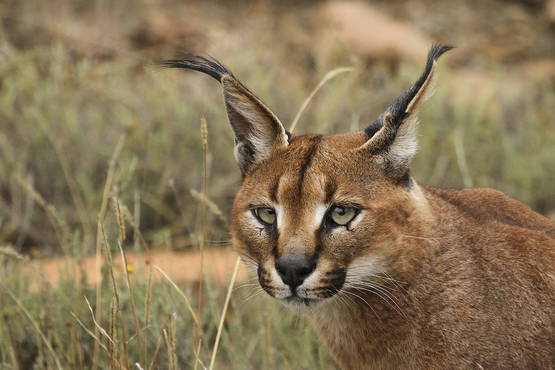 Een: caracal