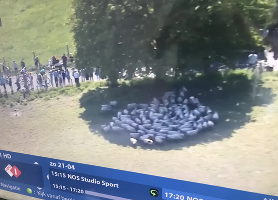 Schapen denken: ga weg met je zon Schapen denken: ga weg met je zon