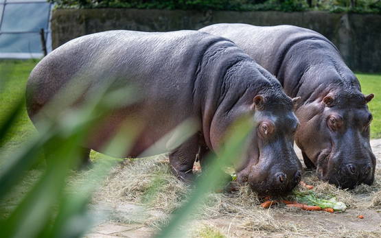 Niet de neushoorns uit het verhaal